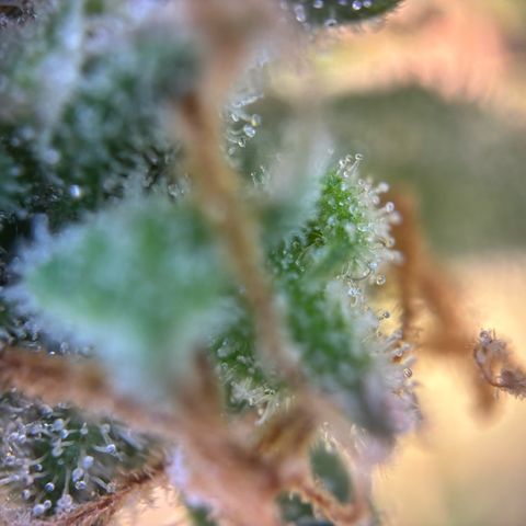 Auto Gelato 2 growlog timeline photo