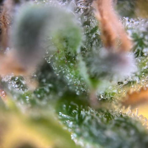 Auto Gelato 2 growlog timeline photo
