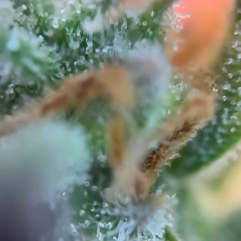 Auto Gelato 2 growlog timeline photo