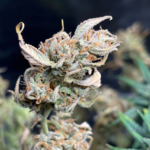 Auto Gelato 2 growlog photo: Ernte 