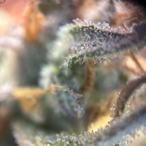 Auto Gelato 2 growlog photo: Ernte 