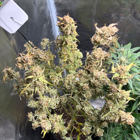 Auto Gelato 2 growlog photo: Ernte 