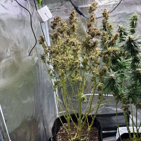 Auto Gelato 2 growlog photo: Ernte 