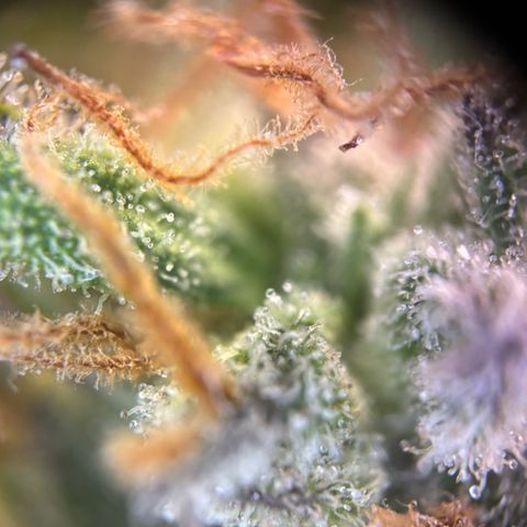 Auto Gelato 2 growlog photo: Ernte 