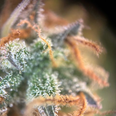 Auto Gelato 2 growlog photo: Ernte 