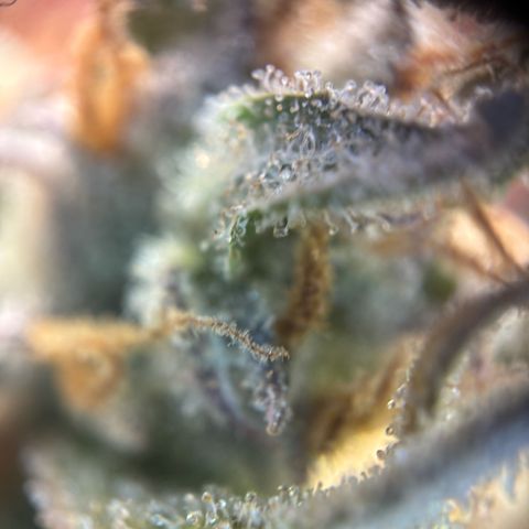 Auto Gelato 2 growlog photo: Ernte 