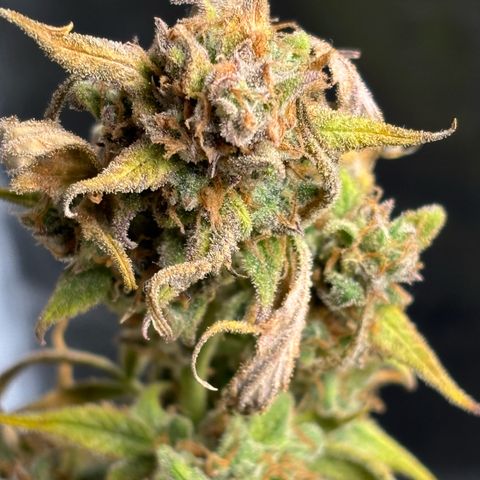 Auto Gelato 2 growlog photo: Ernte 