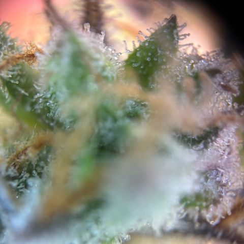 Auto Gelato 2 growlog photo: Ernte 