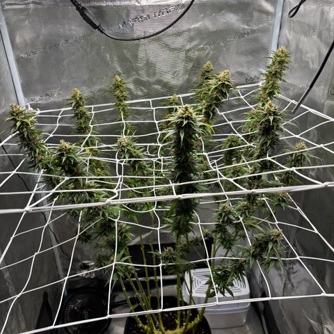 Auto Lemongrass 1 growlog timeline photo
