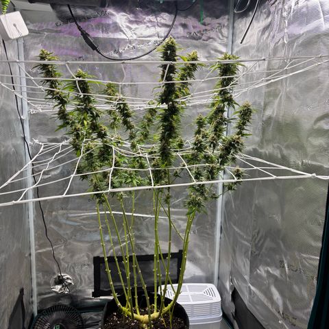Auto Lemongrass 1 growlog timeline photo