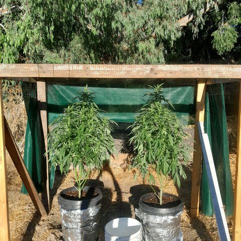 Unknown strain growlog timeline photo