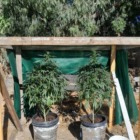 Unknown strain growlog timeline photo