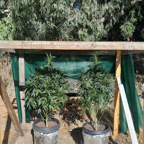 Unknown strain growlog timeline photo