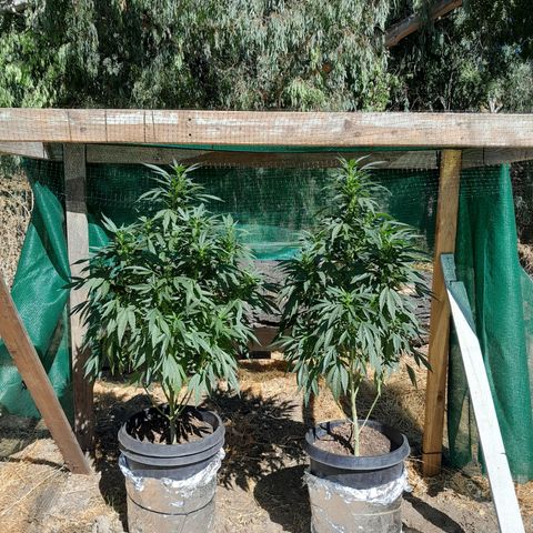 Unknown strain growlog timeline photo