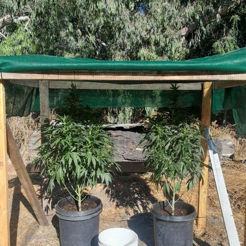 Unknown strain growlog timeline photo