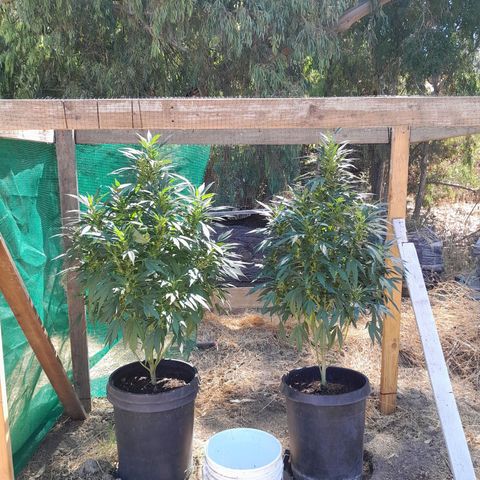 Unknown strain growlog timeline photo