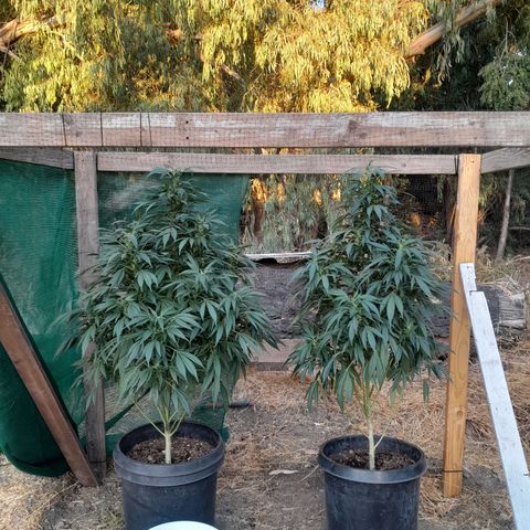 Unknown strain growlog timeline photo