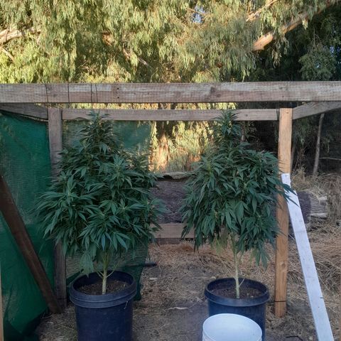 Unknown strain growlog timeline photo
