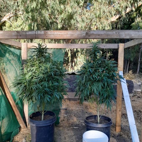 Unknown strain growlog timeline photo