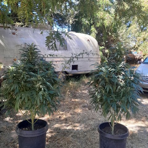 Unknown strain growlog timeline photo