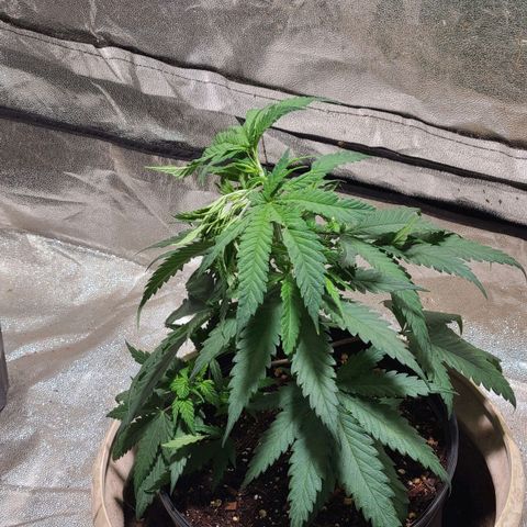 Purple chitral 1 seed growlog timeline photo