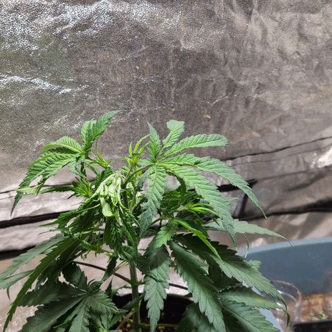 Purple chitral 1 seed growlog timeline photo