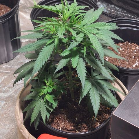 Purple chitral 1 seed growlog timeline photo