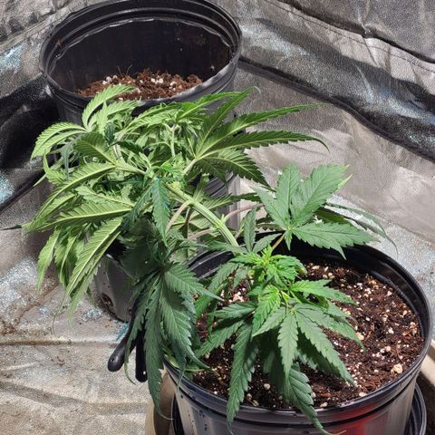 Purple chitral 1 seed growlog timeline photo