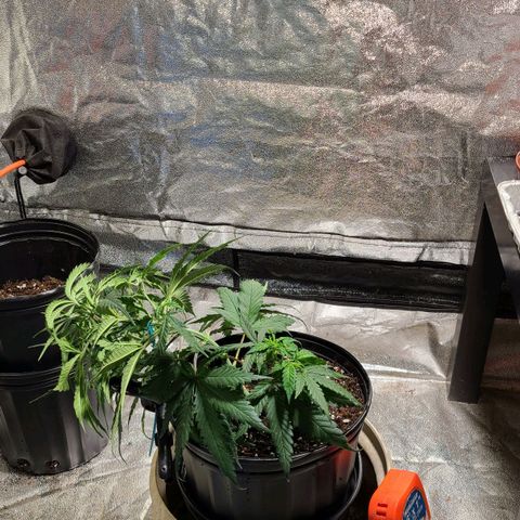 Purple chitral 1 seed growlog timeline photo