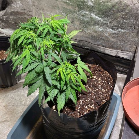 Purple chitral 1 seed growlog timeline photo