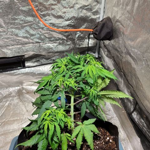 Purple chitral 1 seed growlog timeline photo