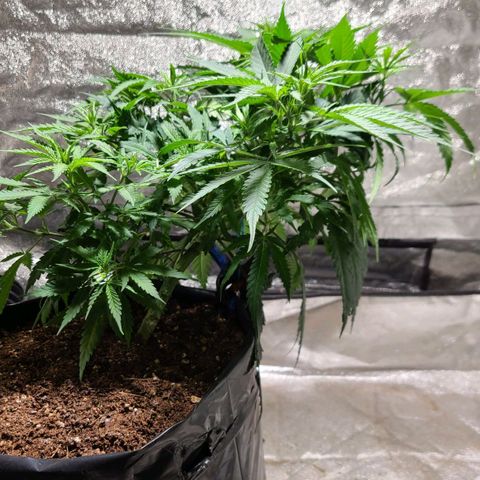 Purple chitral 1 seed growlog timeline photo