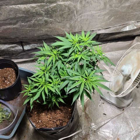 Purple chitral 1 seed growlog timeline photo