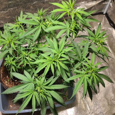 Purple chitral 1 seed growlog timeline photo