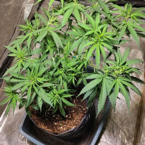 Purple chitral 1 seed growlog timeline photo