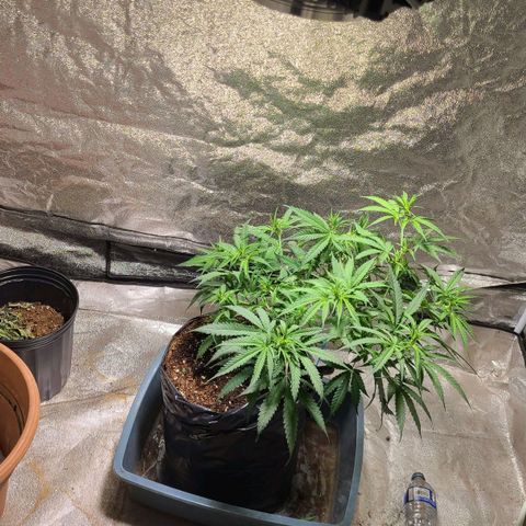 Purple chitral 1 seed growlog timeline photo