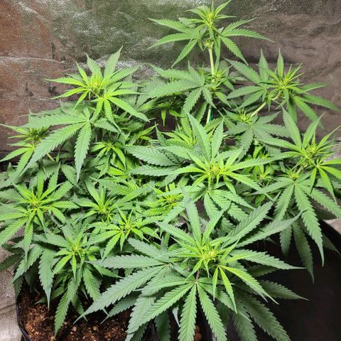 Purple chitral 1 seed growlog timeline photo
