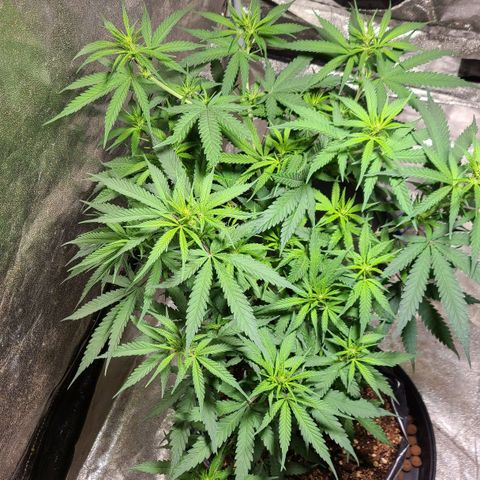 Purple chitral 1 seed growlog timeline photo