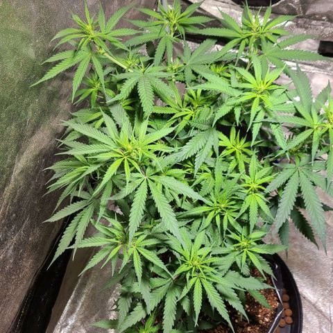 Purple chitral 1 seed growlog timeline photo