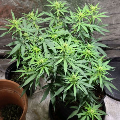 Purple chitral 1 seed growlog timeline photo