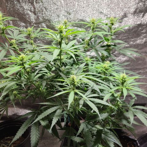Purple chitral 1 seed growlog timeline photo