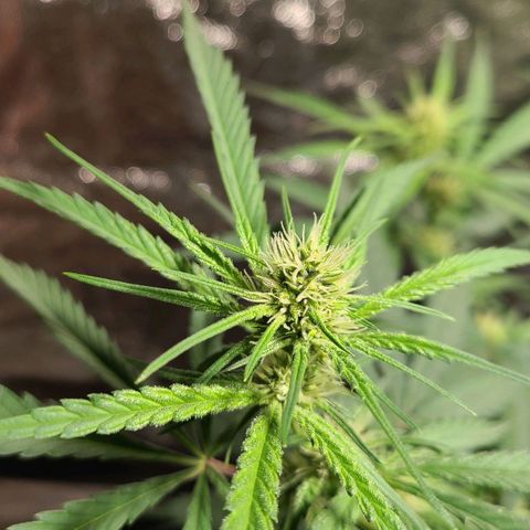 Purple chitral 1 seed growlog timeline photo