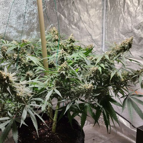 Purple chitral 1 seed growlog timeline photo