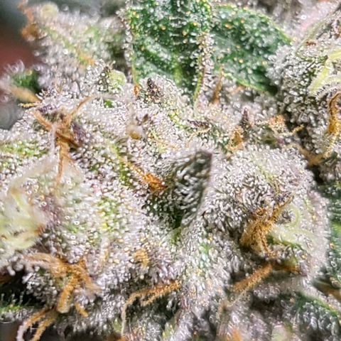 Purple chitral 1 seed growlog timeline photo