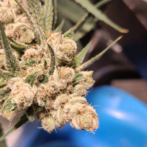 Purple chitral 1 seed growlog timeline photo