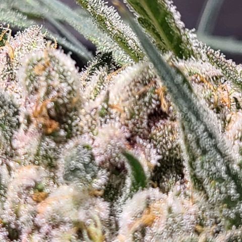 Purple chitral 1 seed growlog timeline photo