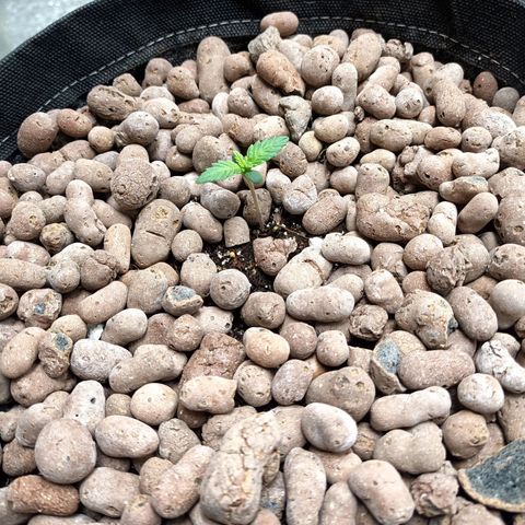 Purple growlog timeline photo