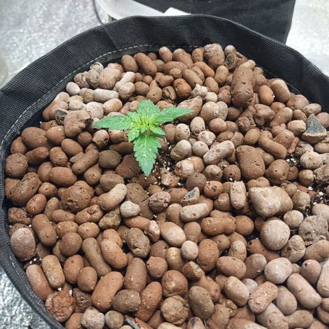 Purple growlog timeline photo