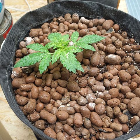 Purple growlog timeline photo