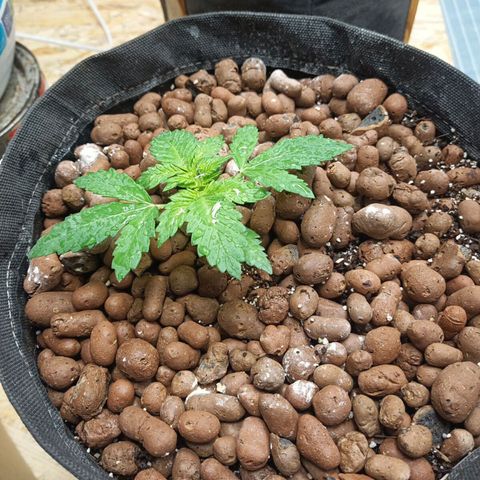 Purple growlog timeline photo